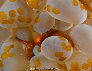 nice little guy, hiding in the bubble corals :) by Harald Fauske 
